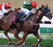 Full Toss<br>Photo by Singapore Turf Club